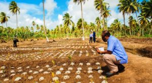 PomeroonCoconutsNurserySeedlings